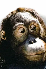 Photo of Manis as Orangutan