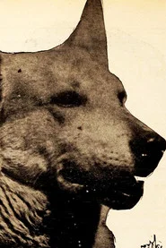 Photo of Lightning the German Shepherd as Lightning, Renfrew's Dog