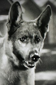 Photo of Grey Shadow as Smokey the Dog