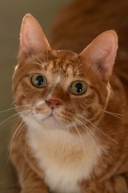 Photo of Geumdong-i as Meowmeow