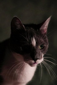 Photo of Kitty as Kitty