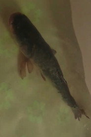 Photo of Carp as The Fish