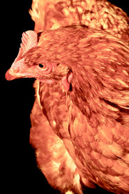 Photo of The Chicken