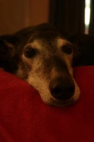 Photo of Bobby the dog as The dog