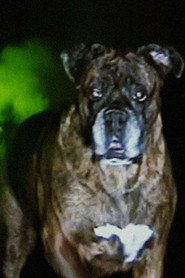 Photo of Brooklyn as Bonkey