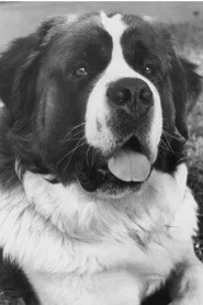 Photo of Chris the Dog as Beethoven (uncredited)
