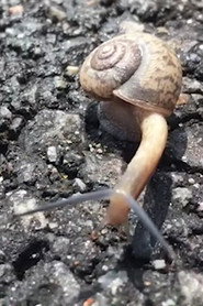 Photo of Snail as Self