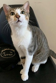 Photo of Noah as O Gato