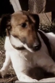 Photo of Chainsaw as Chainsaw the Fox Terrier
