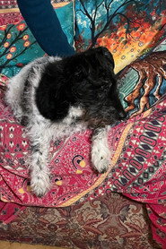 Photo of Buddy the punk-dog as As themselves