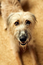 Photo of Rosie the Lurcher as Good Girl