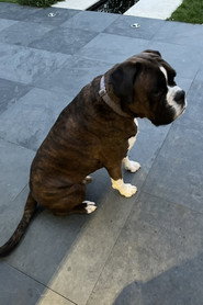 Photo of Mr Darcy as Himself