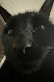 Photo of Bagherra The Cat as Bugherra
