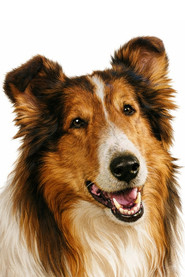 Photo of Lassie as Lassie the Dog
