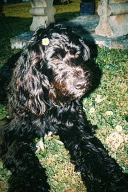 Photo of Ulysse The Dog Actor as Dog