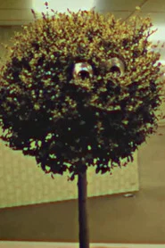 Photo of Bosso Magnol as Albero con Faccia