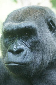 Photo of Triska as Featured Gorilla