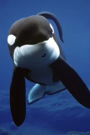 Photo of Keiko as Self