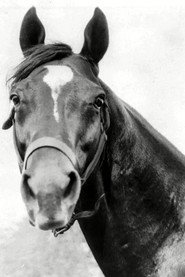 Photo of Man o' War as Race Horse