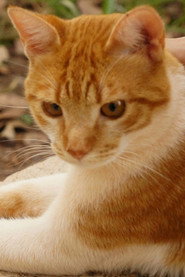 Photo of Cenourinha as Pedro Miau
