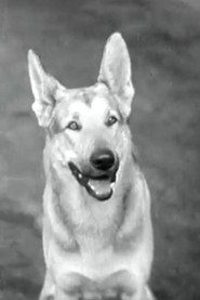 Photo of Tarzan as Tarzan (as Tarzan the Police Dog)