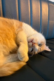 Photo of Osman The Cat as Milo (Cat)