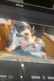 Photo of Truffa as Chien