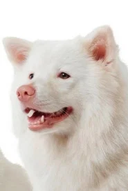 Photo of Meechok as Young Gohan / Brownie