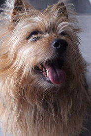 Photo of Mandu as Therapiehund