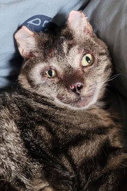 Photo of Fire Cat as Himself