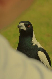 Photo of Karl as Magpie