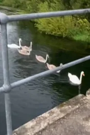 Photo of Swans as The Gang