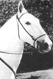 Photo of Silver King the Horse as Silver