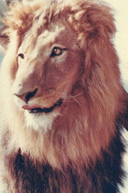 Photo of Zamba as King