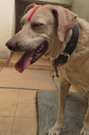Photo of TIGER as Police dog
