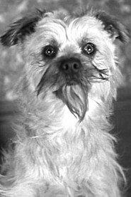Photo of Laughing Gravy as Laughing Gravy - the Dog (uncredited)