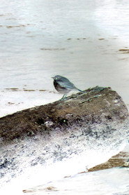 Photo of Hermit Thrush as The Bird