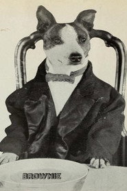 Photo of Brownie the Wonder Dog as Brownie