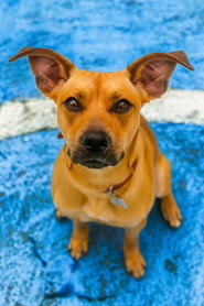 Photo of Amendoim as Caramelo