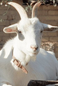 Photo of Salma