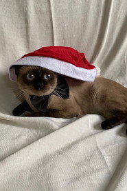 Photo of Órion as gato voador