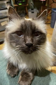 Photo of Timmy the Cat as Timothy