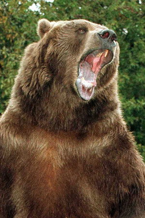 Photo of Bart the Bear from the Latest Netflix gallery