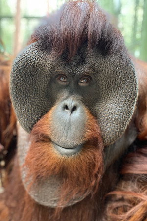 Photo of Sam the Orangutan from the Latest Netflix gallery