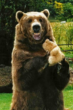 Photo of Bart the Bear from the Latest Netflix gallery