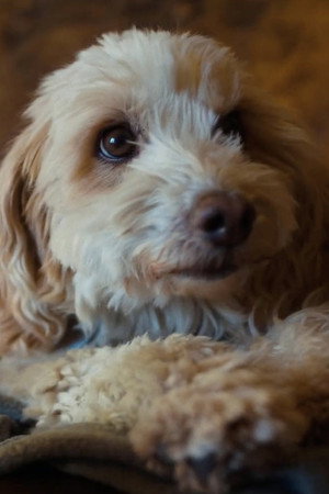Photo of Birba from the Latest Netflix gallery