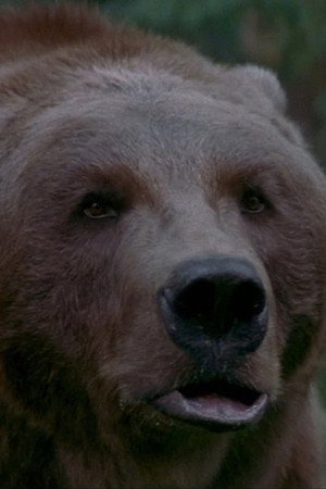 Photo of Bart the Bear from the Latest Netflix gallery