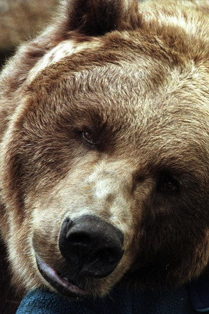 Photo of Bart the Bear from the Latest Netflix gallery