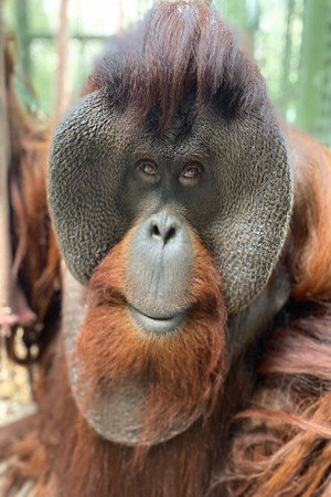 Photo of Sam the Orangutan from the Latest Netflix gallery
