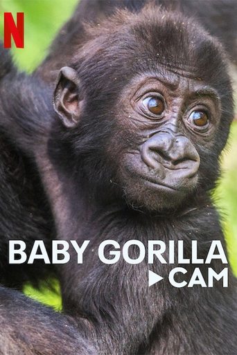 Baby Gorilla Cam poster